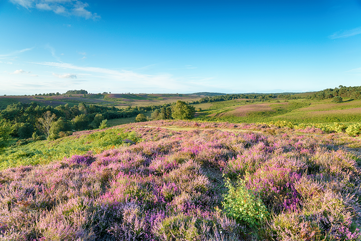 new forest dorset 001 PQ679DY